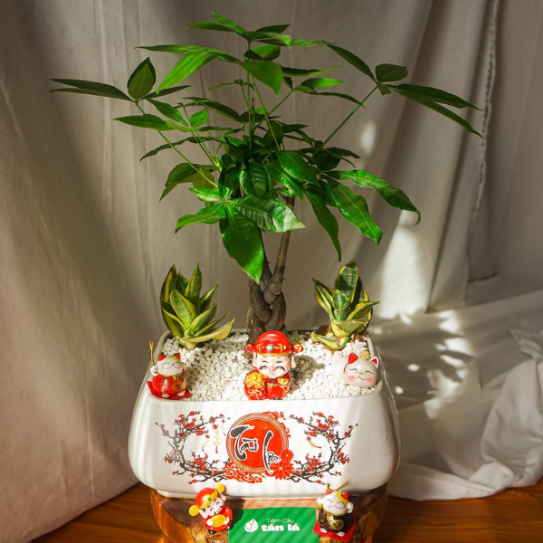 Cây tân gia làm quà tặng