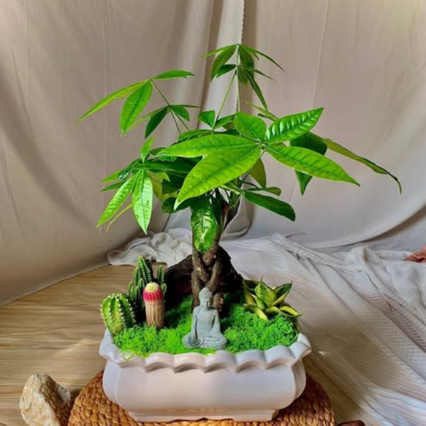 Cây phong thủy để bàn